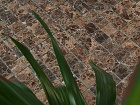 Emperador Dark POL 48x48x7 